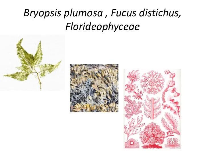 Bryopsis plumosa , Fucus distichus, Florideophyceae