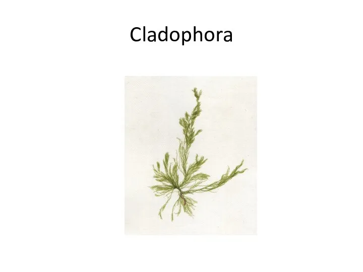 Cladophora