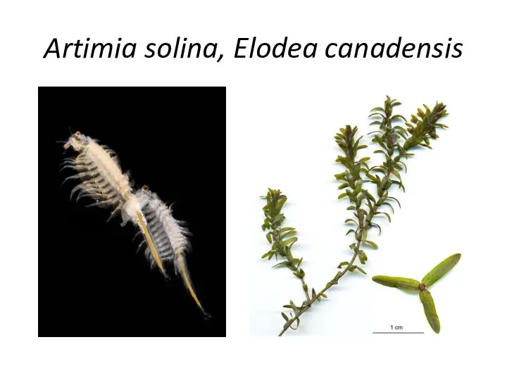 Artimia solina, Elodea canadensis