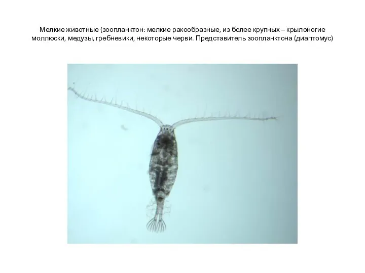 Мелкие животные (зоопланктон: мелкие ракообразные, из более крупных – крылоногие