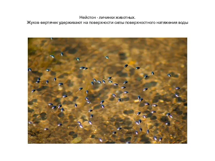 Нейстон - личинки животных. Жуков-вертячек удерживают на поверхности силы поверхностного натяжения воды