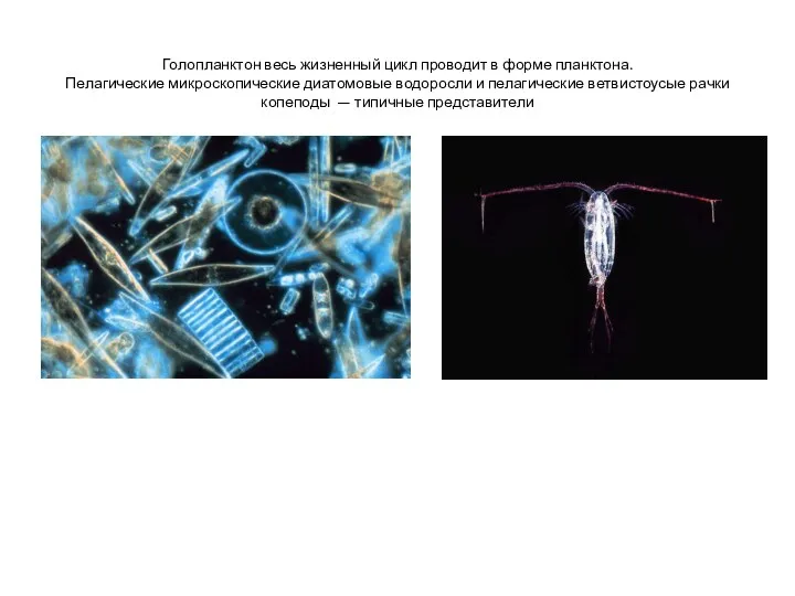 Голопланктон весь жизненный цикл проводит в форме планктона. Пелагические микроскопические