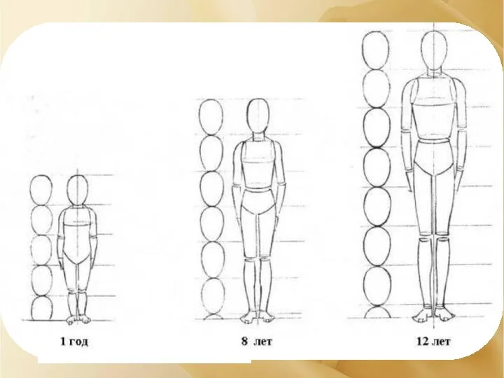 У каждого человека свои характерные пропорции Ребенок четырех-пяти лет –