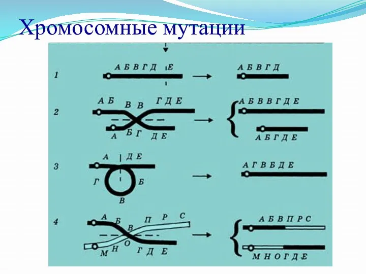 Хромосомные мутации