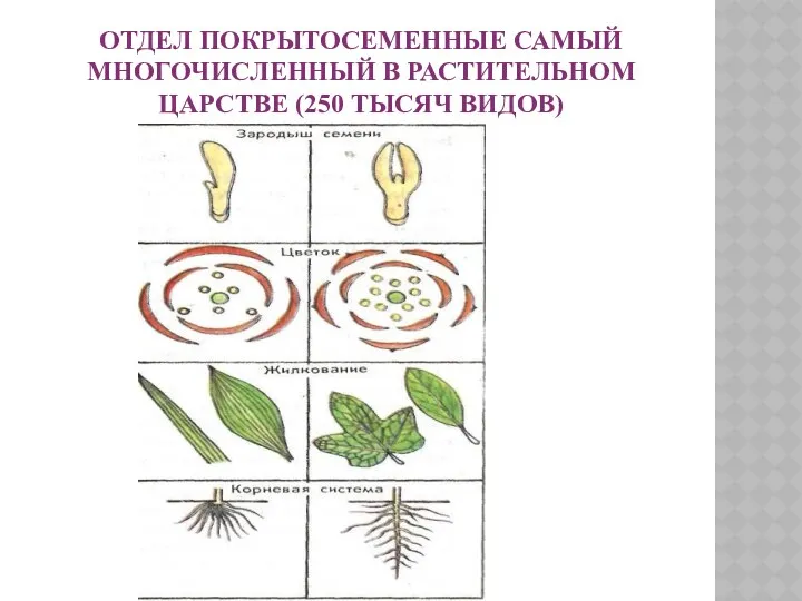 ОТДЕЛ ПОКРЫТОСЕМЕННЫЕ САМЫЙ МНОГОЧИСЛЕННЫЙ В РАСТИТЕЛЬНОМ ЦАРСТВЕ (250 ТЫСЯЧ ВИДОВ)