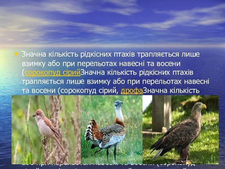 Значна кількість рідкісних птахів трапляється лише взимку або при перельотах