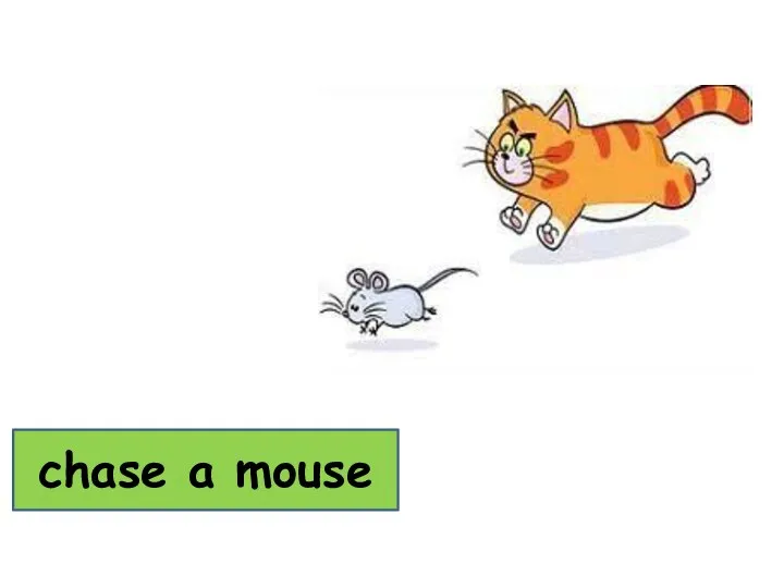 chase a mouse