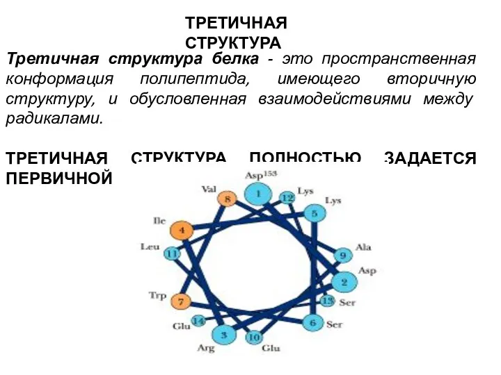 Третичная структура белка - это пространственная конформация полипептида, имеющего вторичную