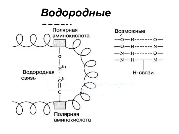 Водородные связи