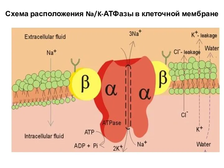 Схема расположения Na/K-АТФазы в клеточной мембране