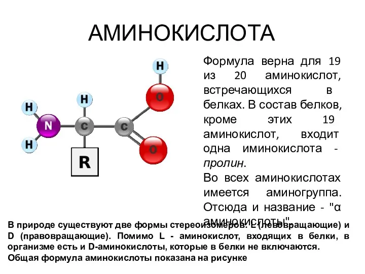 АМИНОКИСЛОТА В природе существуют две формы стереоизомеров: L (левовращающие) и