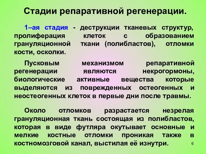 Стадии репаративной регенерации. 1–ая стадия - деструкции тканевых структур, пролиферация