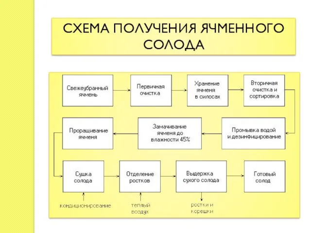 СХЕМА ПОЛУЧЕНИЯ ЯЧМЕННОГО СОЛОДА