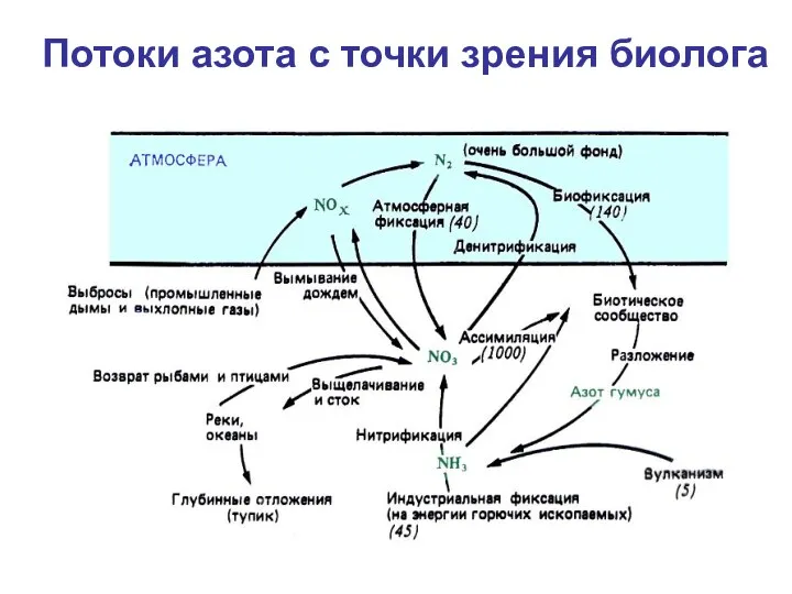 Потоки азота с точки зрения биолога