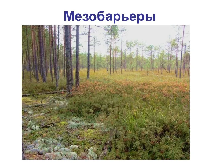 Мезобарьеры