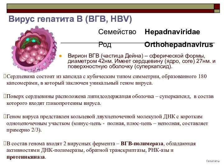 Гепатиты Вирус гепатита B (ВГB, HBV) Семейство Hepadnaviridae Род Orthohepadnavirus Вирион ВГВ (частица