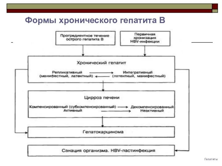 Гепатиты Формы хронического гепатита B