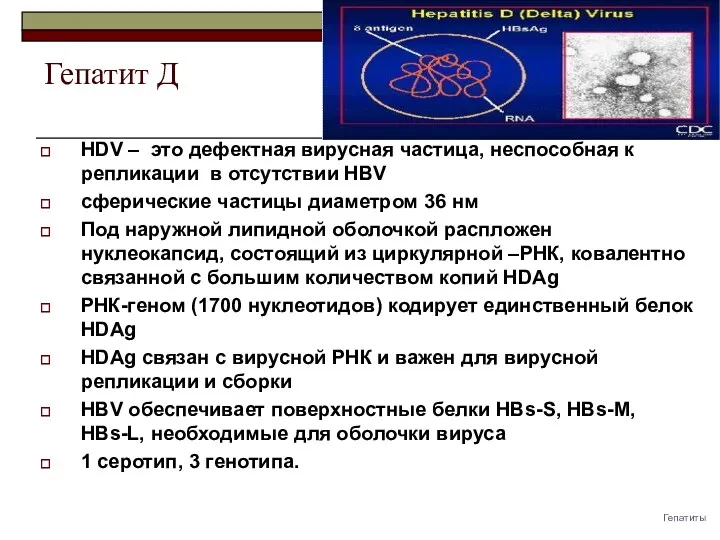 Гепатит Д HDV – это дефектная вирусная частица, неспособная к