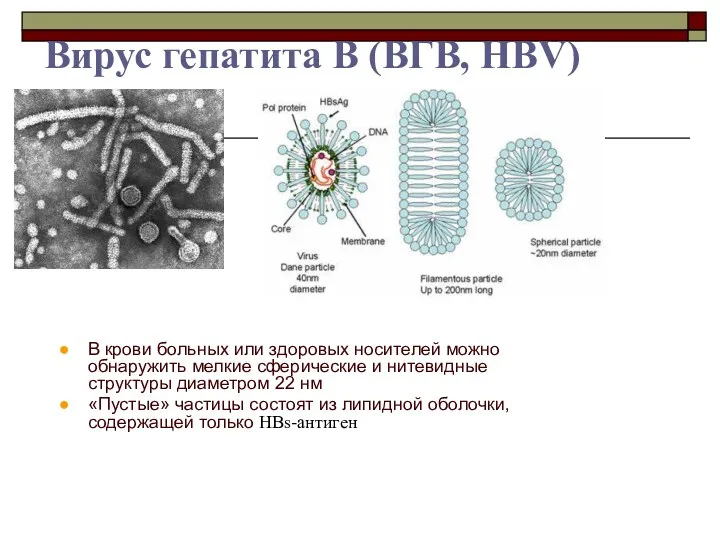 Вирус гепатита B (ВГB, HBV) В крови больных или здоровых носителей можно обнаружить