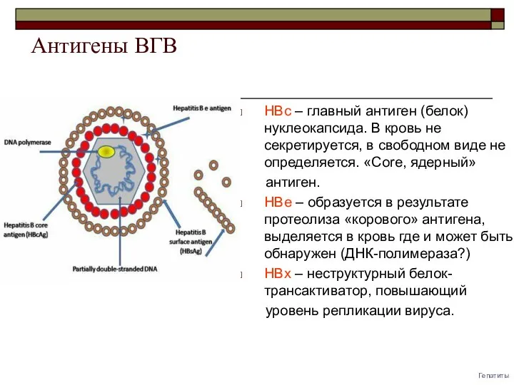 Антигены ВГВ HBс – главный антиген (белок) нуклеокапсида. В кровь не секретируется, в