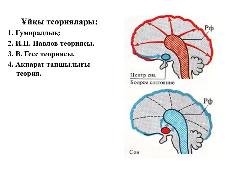 Ұйқы теориялары: 1. Гуморалдық; 2. И.П. Павлов теориясы. 3. В. Гесс теориясы. 4. Ақпарат тапшылығы теория.