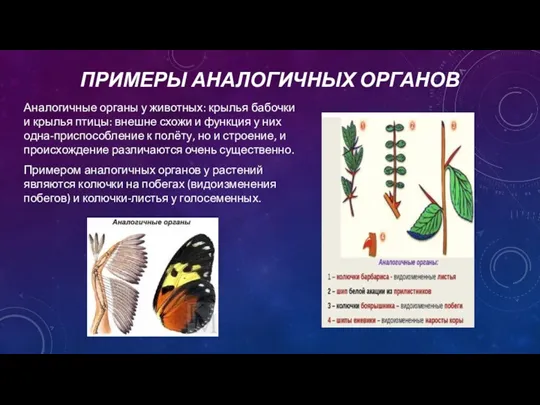 ПРИМЕРЫ АНАЛОГИЧНЫХ ОРГАНОВ Аналогичные органы у животных: крылья бабочки и крылья птицы: внешне