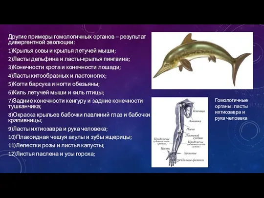 Другие примеры гомологичных органов – результат дивергентной эволюции: 1)Крылья совы и крылья летучей