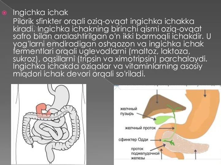 Ingichka ichak Pilorik sfinkter orqali oziq-ovqat ingichka ichakka kiradi. Ingichka