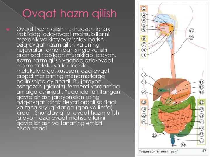 Ovqat hazm qilish Ovqat hazm qilish - oshqozon-ichak traktidagi oziq-ovqat