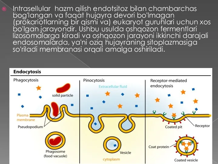 Intrasellular hazm qilish endotsitoz bilan chambarchas bog'langan va faqat hujayra