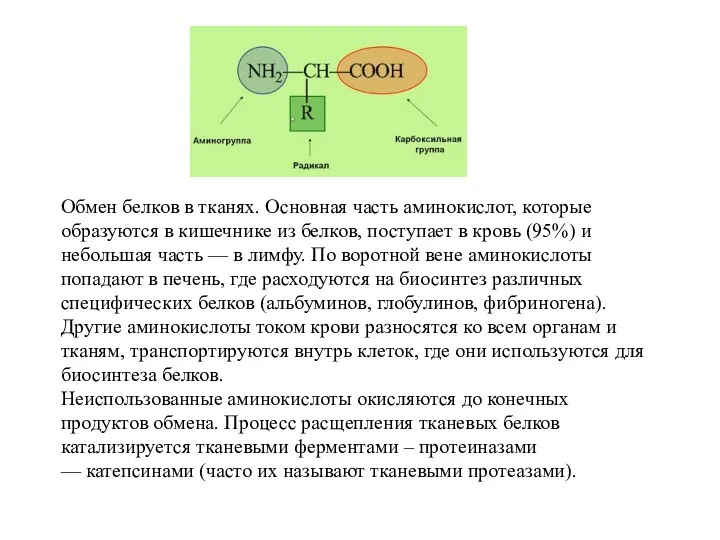 Обмен белков в тканях. Основная часть аминокислот, которые образуются в