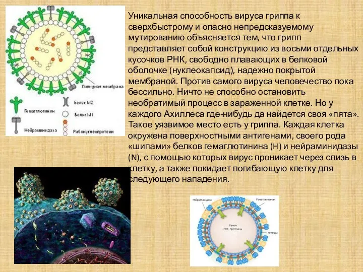 Уникальная способность вируса гриппа к сверхбыстрому и опасно непредсказуемому мутированию