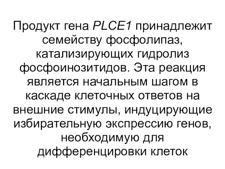 Продукт гена PLCE1 принадлежит семейству фосфолипаз, катализирующих гидролиз фосфоинозитидов. Эта