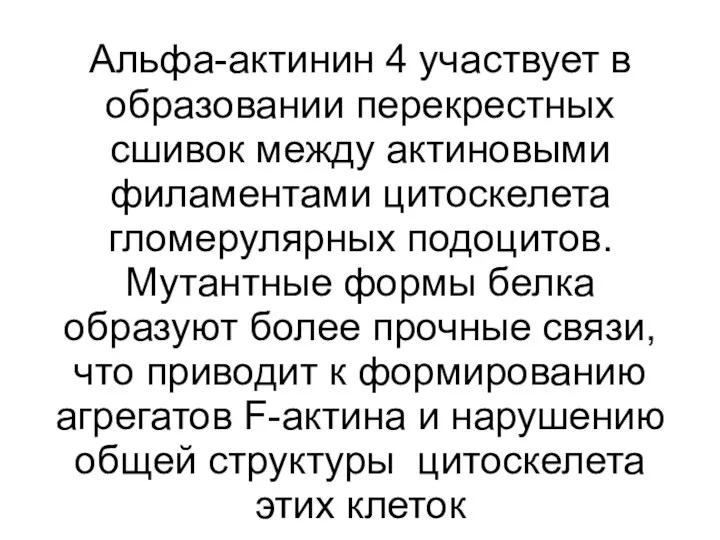 Альфа-актинин 4 участвует в образовании перекрестных сшивок между актиновыми филаментами