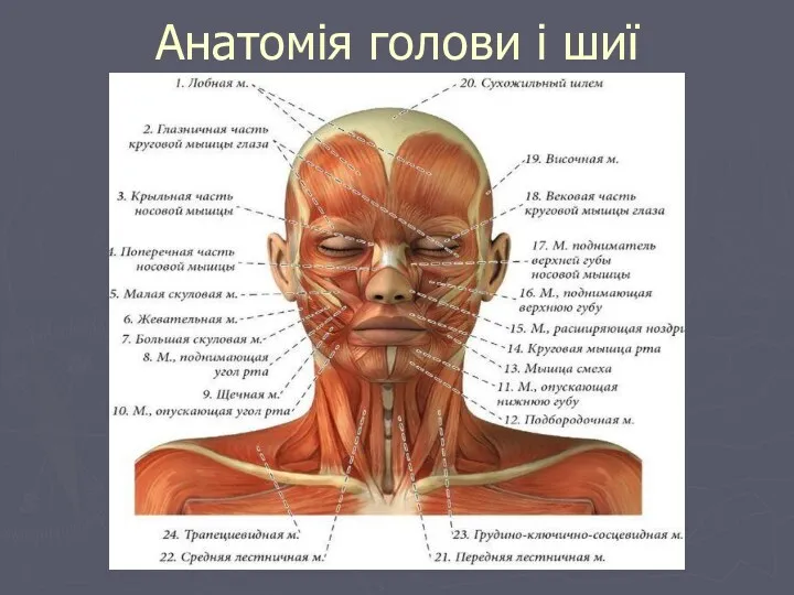Анатомія голови і шиї