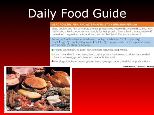 Daily Food Guide