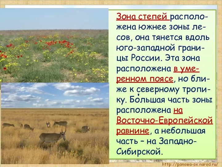 Зона степей располо-жена южнее зоны ле-сов, она тянется вдоль юго-западной грани-цы России. Эта