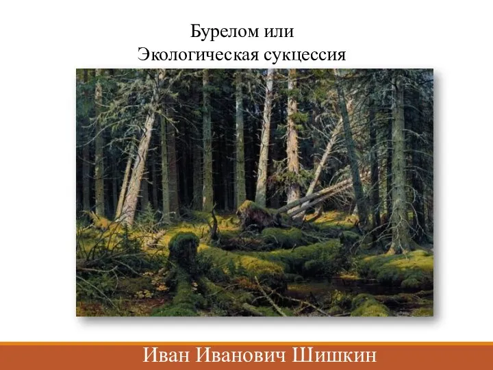 Бурелом или Экологическая сукцессия Иван Иванович Шишкин