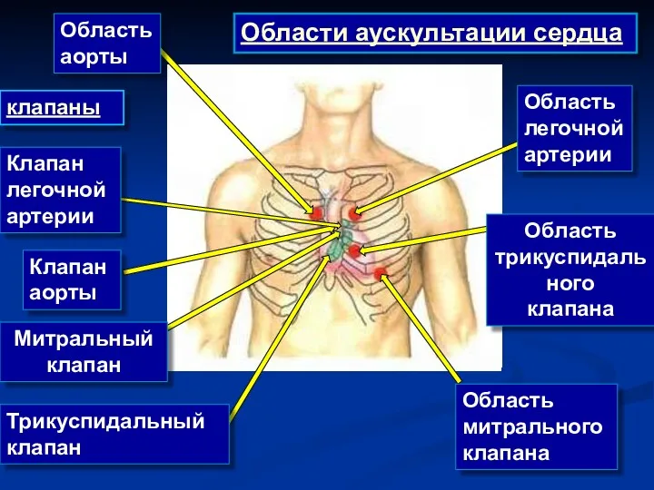 Области аускультации сердца клапаны Область аорты Область легочной артерии Область