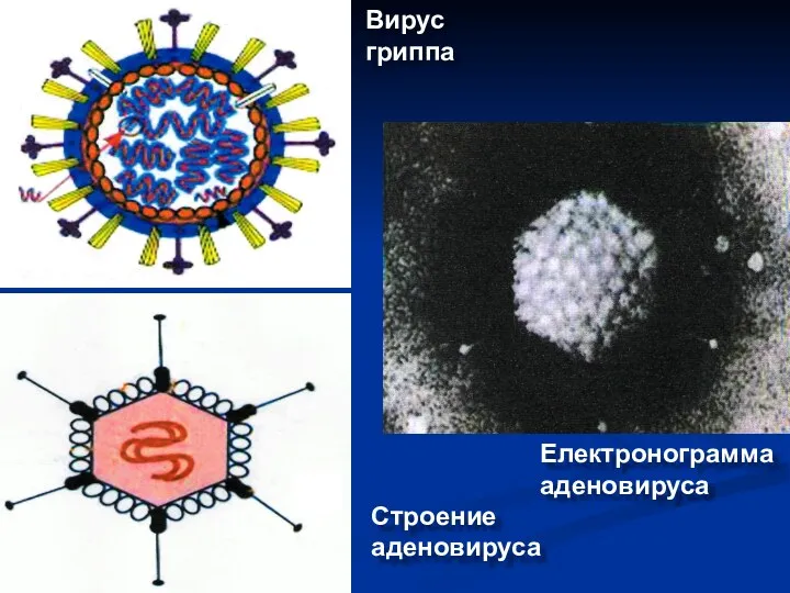 Вирус гриппа Електронограмма аденовируса Строение аденовируса