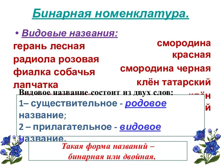 Бинарная номенклатура. Видовые названия: герань лесная радиола розовая фиалка собачья