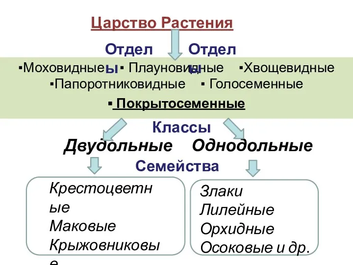 Царство Растения Двудольные Однодольные ▪Моховидные ▪ Плауновидные ▪Хвощевидные ▪Папоротниковидные ▪