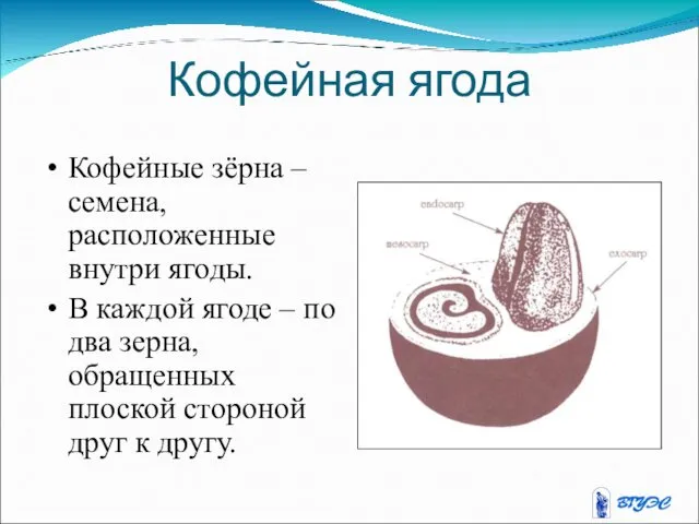 Кофейная ягода Кофейные зёрна – семена, расположенные внутри ягоды. В