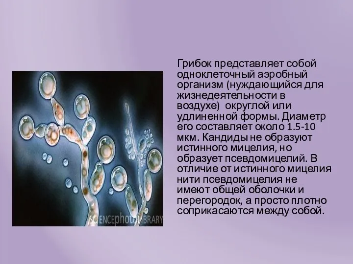 Грибок представляет собой одноклеточный аэробный организм (нуждающийся для жизнедеятельности в воздухе) округлой или