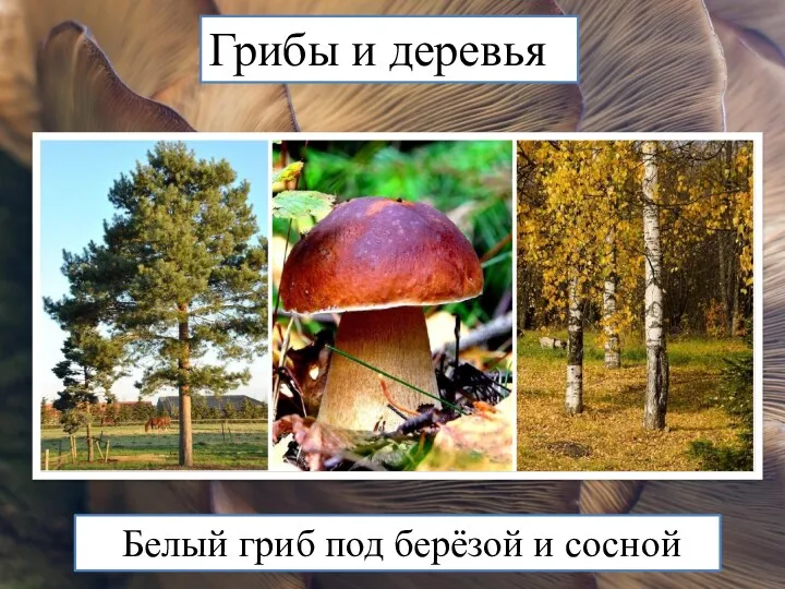 Грибы и деревья Белый гриб под берёзой и сосной