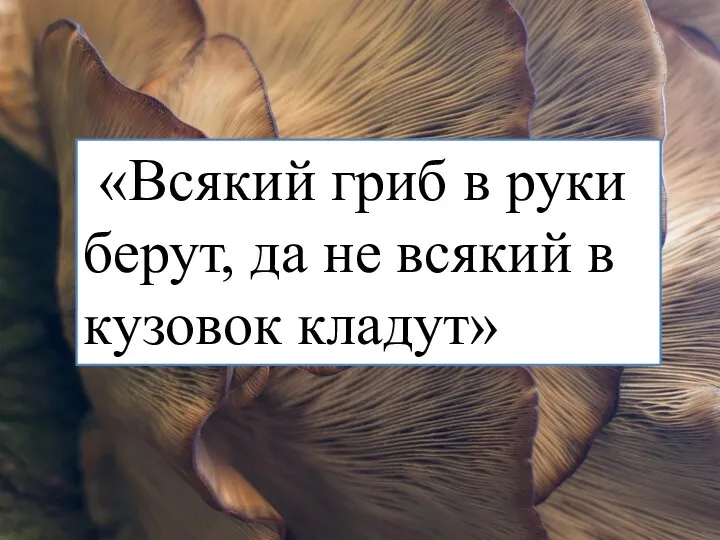 «Всякий гриб в руки берут, да не всякий в кузовок кладут»