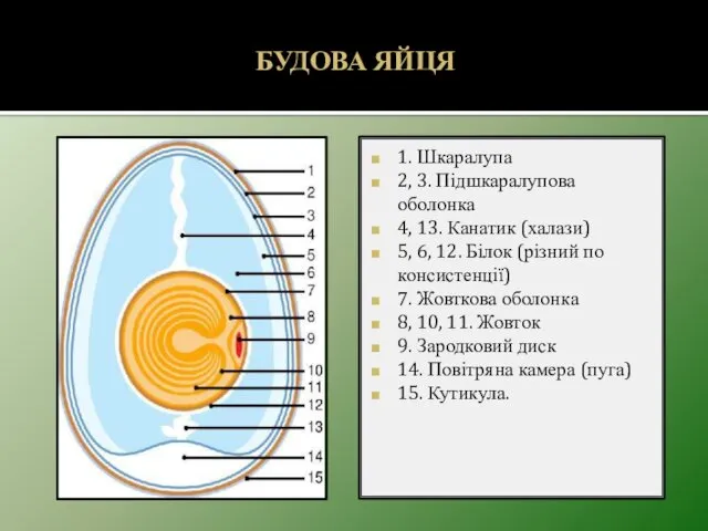 БУДОВА ЯЙЦЯ 1. Шкаралупа 2, 3. Підшкаралупова оболонка 4, 13.