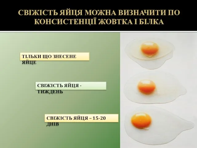 СВІЖІСТЬ ЯЙЦЯ МОЖНА ВИЗНАЧИТИ ПО КОНСИСТЕНЦІЇ ЖОВТКА І БІЛКА ТІЛЬКИ