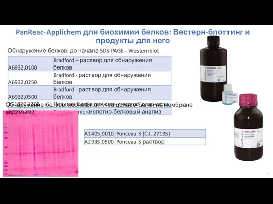 PanReac-Applichem для биохимии белков: Вестерн-блоттинг и продукты для него Обнаружение