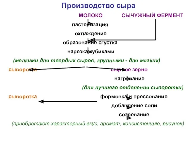 Производство сыра МОЛОКО СЫЧУЖНЫЙ ФЕРМЕНТ пастеризация охлаждение образование сгустка нарезка